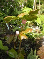 Photos Podophyllum hexandrum